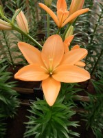 [4090 Orange Cocotte DJ No102.JPG]